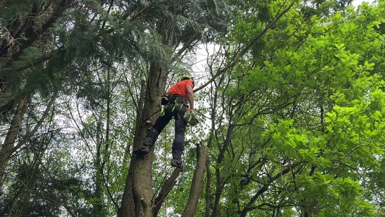 Brookneal, VA Tree Removal and Landscaping Services Company